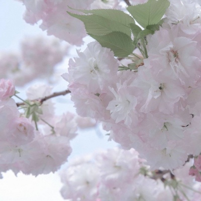 化德FurryQQ群介绍